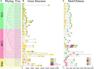 Genome-Wide Analysis of CCT Transcript Factors to Identify Genes Contributing to Photoperiodic Flowering in Oryza rufipogon